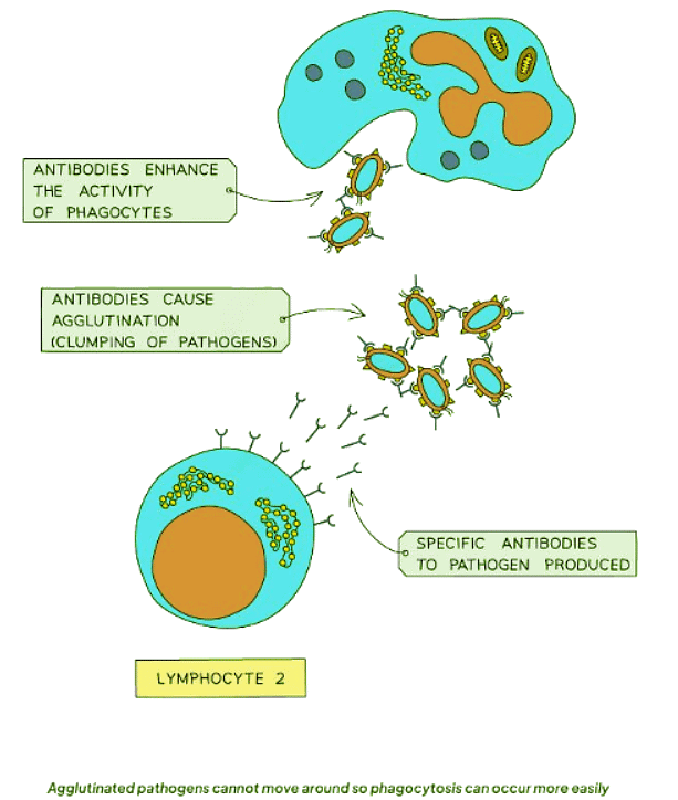 Antigens and Antibodies - Biology for GCSE/IGCSE - Year 11 PDF Download
