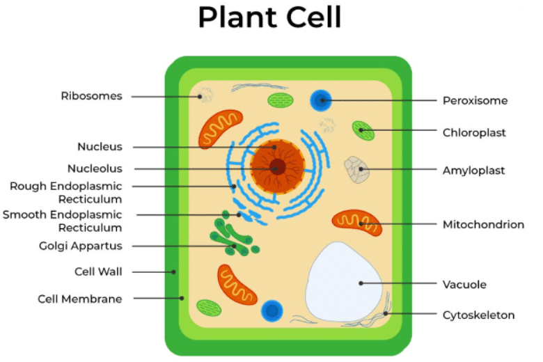 Animal and Plant Cells - Year 7 PDF Download