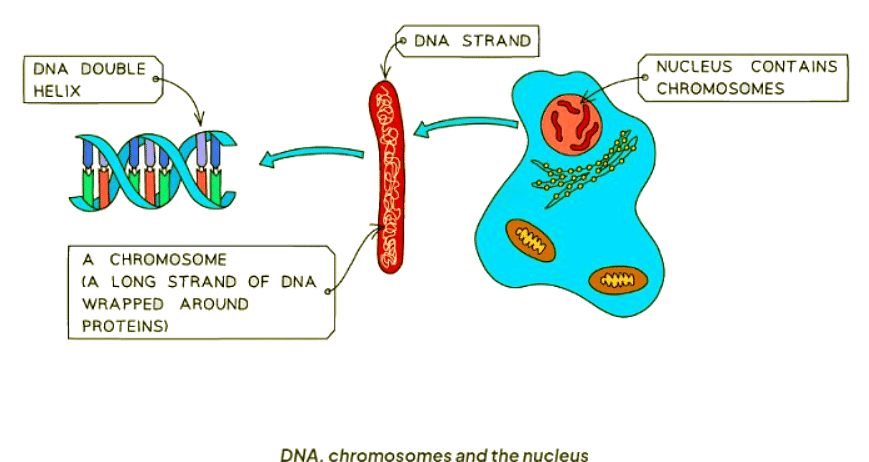 Solved Solving The Structure Of Dna The Structure Of Dna Biology