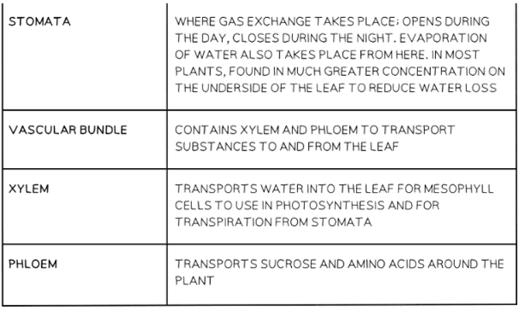 Leaf Structure - Biology for GCSE/IGCSE - Year 11 PDF Download