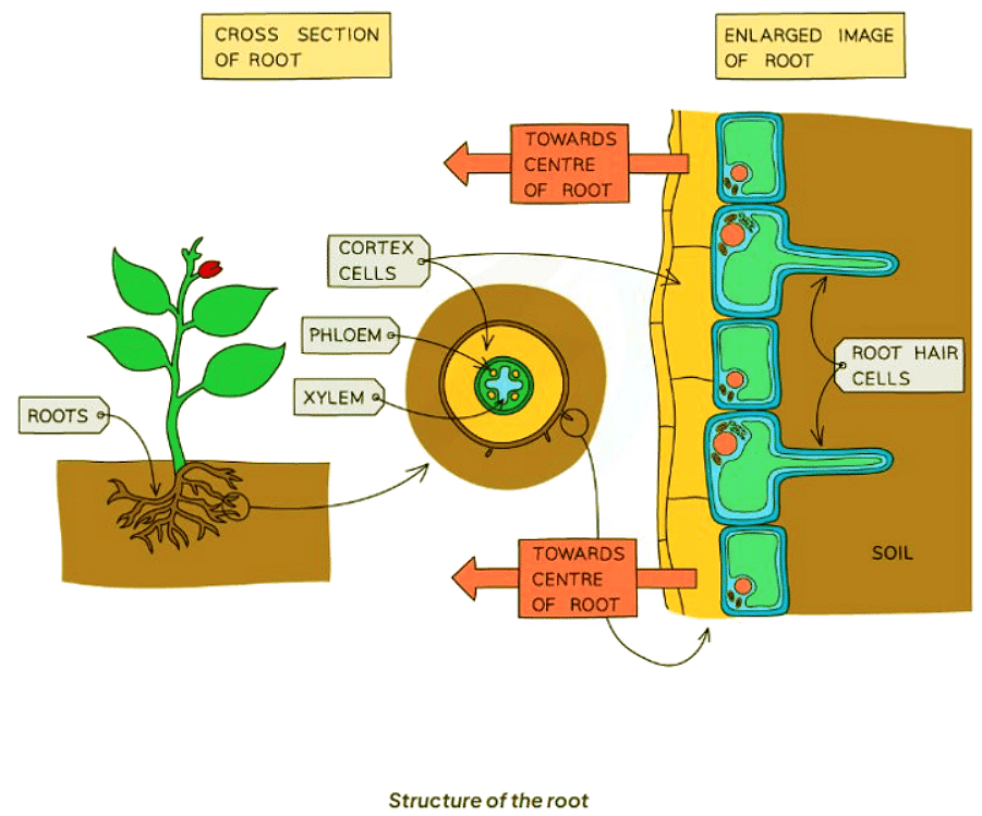 Root Hair Cells Biology For Gcseigcse Year 11 Pdf Download 9951