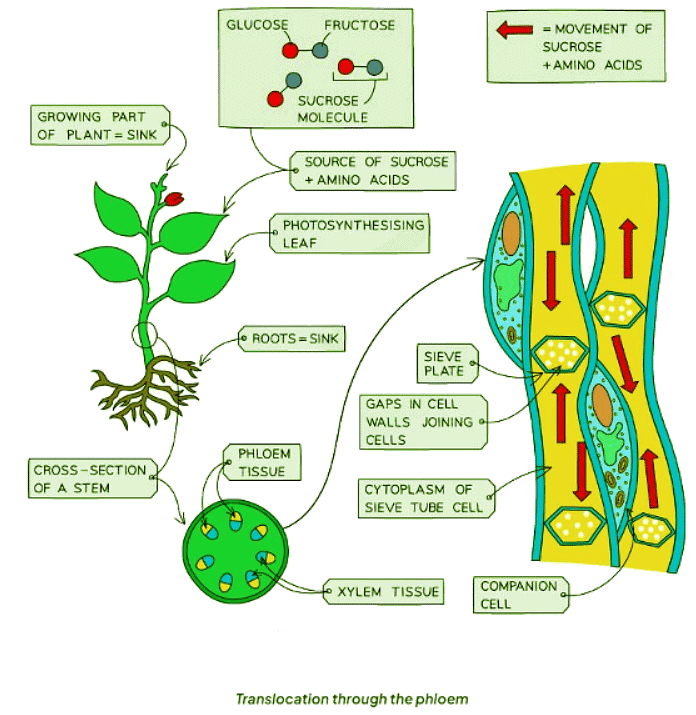 Translocation - Biology for GCSE/IGCSE - Year 11 PDF Download