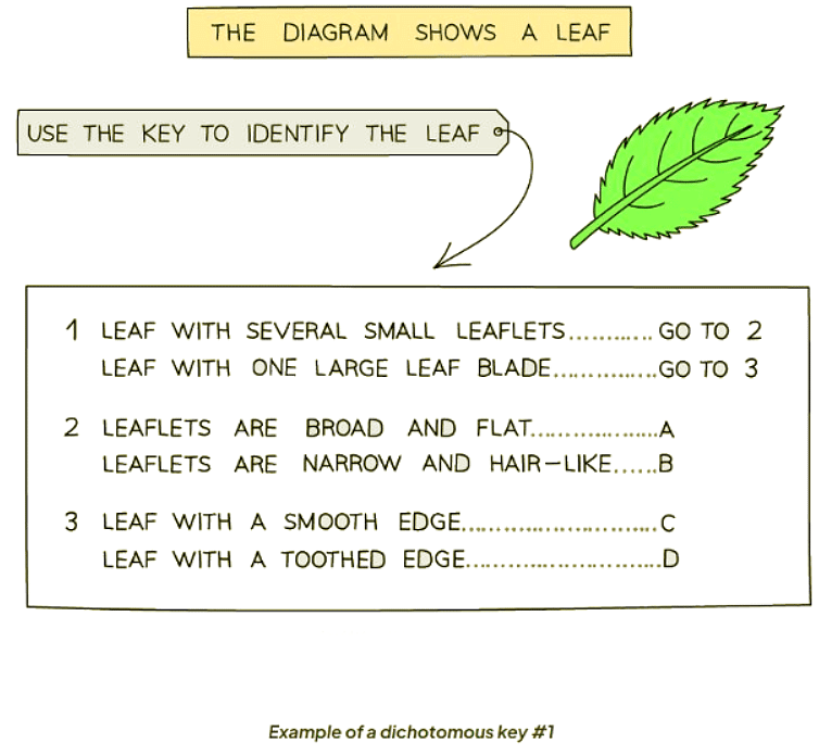 Concept and Uses of Classification Systems - 1 - Biology for GCSE/IGCSE ...