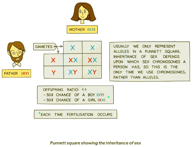 The Inheritance Of Sex Biology For Gcseigcse Year 11 Pdf Download 4564