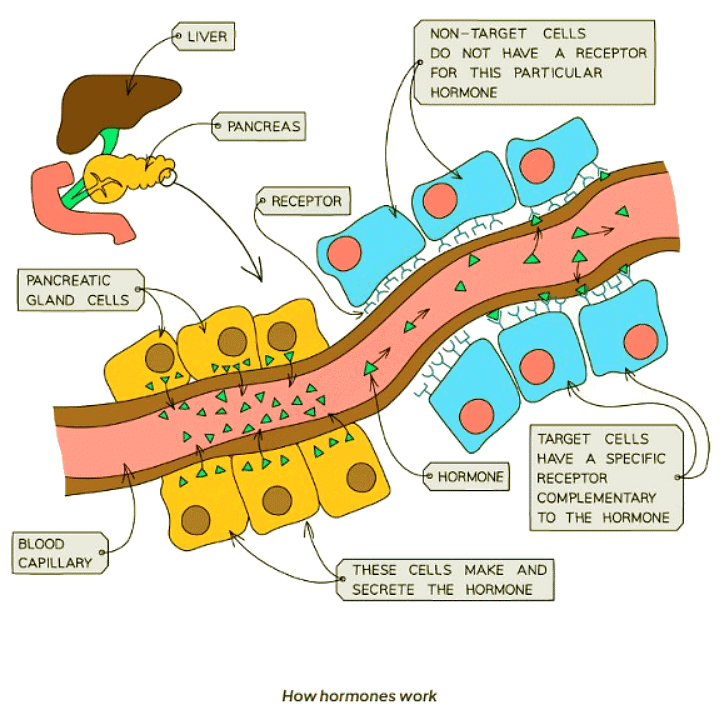 Hormones in Humans - Biology for GCSE/IGCSE - Year 11 PDF Download