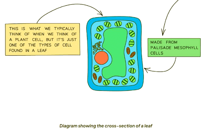 Identifying Leaf Structures in a Dicotyledonous Plant - Biology for ...