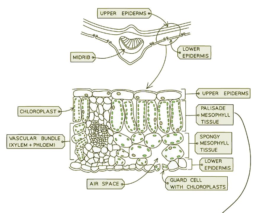 Identifying Leaf Structures in a Dicotyledonous Plant - Biology for ...