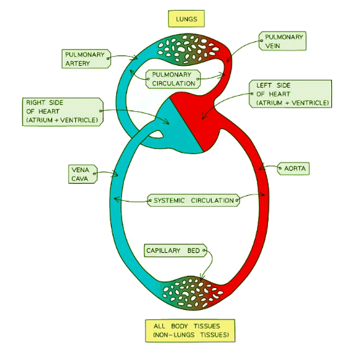 Circulatory System - 1 - Biology For Gcse Igcse - Year 11 Pdf Download