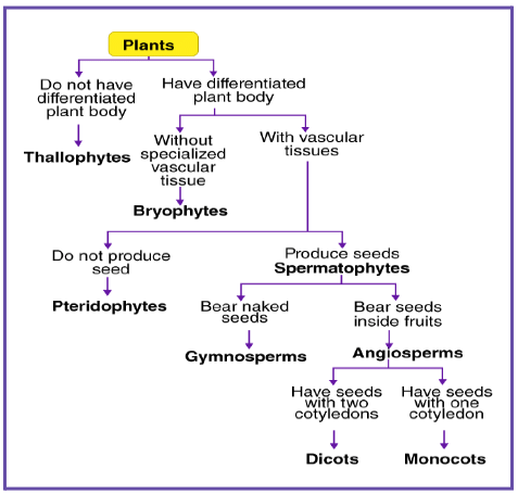 Plantae: Plant Kingdom - Biology for JAMB PDF Download