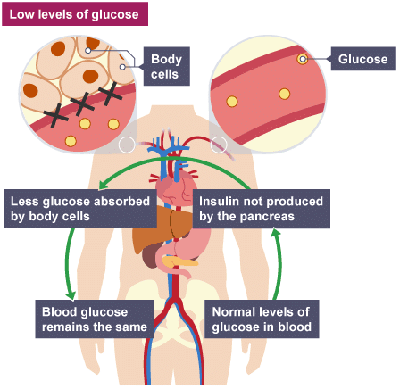 Control Of Blood Glucose Concentration - Biology For Grade 10 Pdf Download