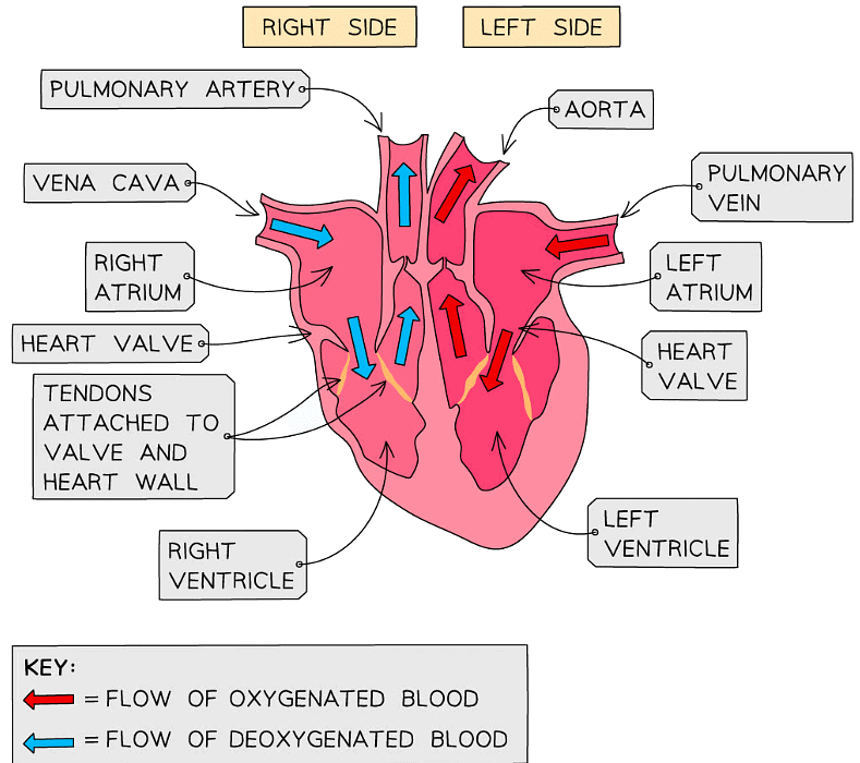 Heart - Biology for Grade 10 PDF Download