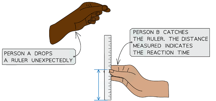 Thinking, Braking & Stopping Distances | Physics for Grade 10