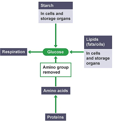 Metabolism - Biology for Grade 10 PDF Download
