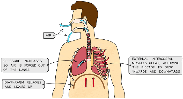 Lungs - Biology for Grade 10 PDF Download