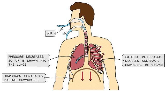 Lungs - Biology for Grade 10 PDF Download