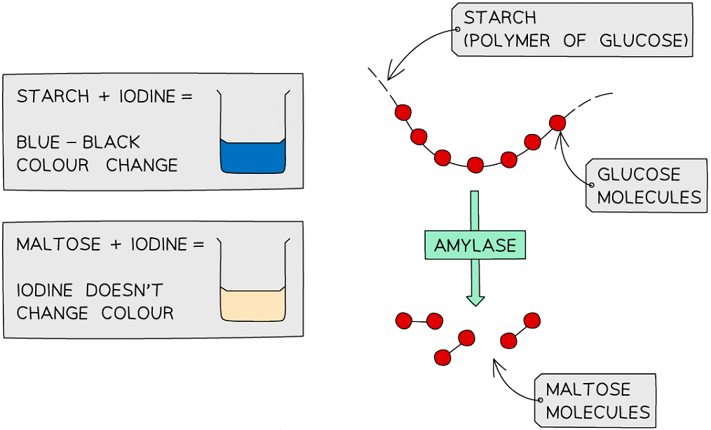 Required Practical Enzymes Biology for Grade 10 PDF Download