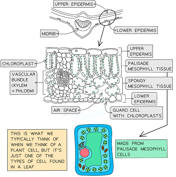 Plant Tissues - Biology for Grade 10 PDF Download