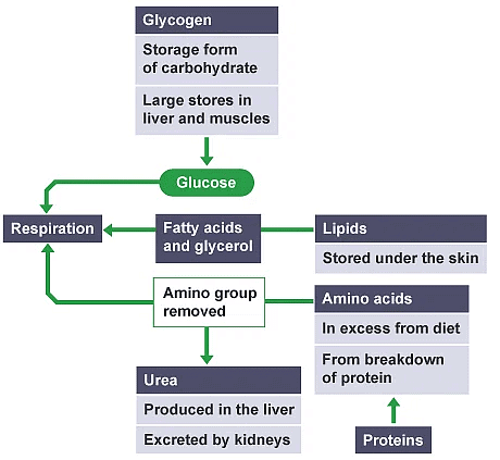 Metabolism - Biology for Grade 10 PDF Download