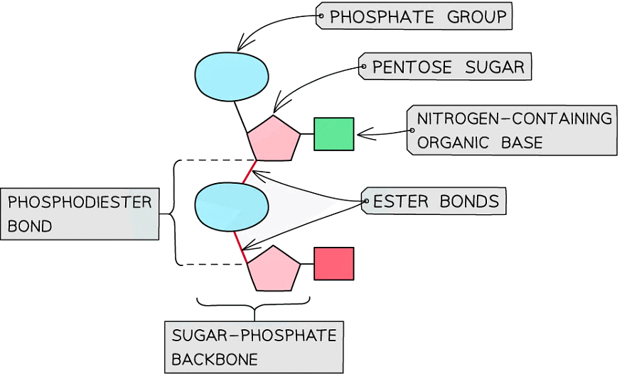 Nucleic Acids Structure & DNA Replication Biology for Grade 12