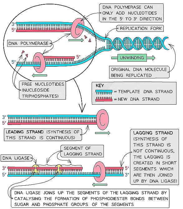 Nucleic Acids Structure And Dna Replication Biology For Grade 12 Pdf Download 0696