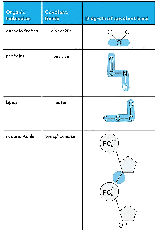 Biological Molecules Carbohydrates Biology for Grade 12 PDF Download