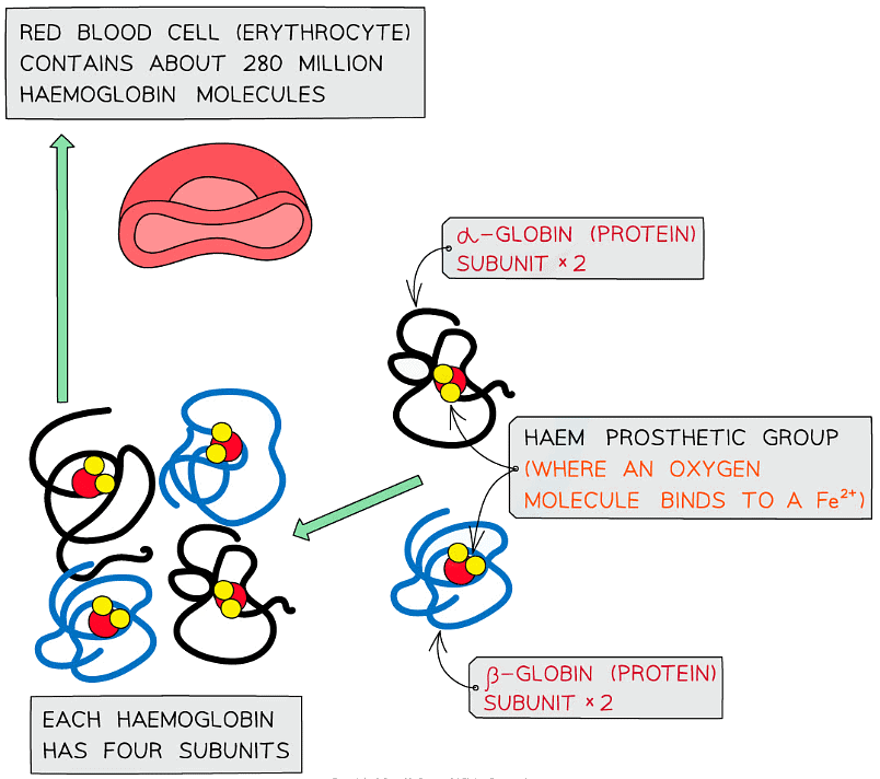 Proteins Biology for Grade 12 PDF Download