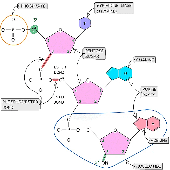 Nucleic Acids Structure and DNA Replication Biology for Grade 12 PDF
