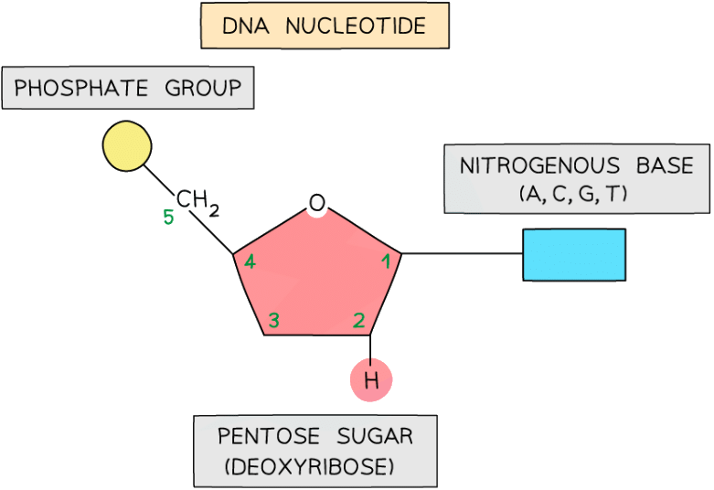 Nucleic Acids: Structure and DNA Replication - Biology for Grade 12 PDF ...