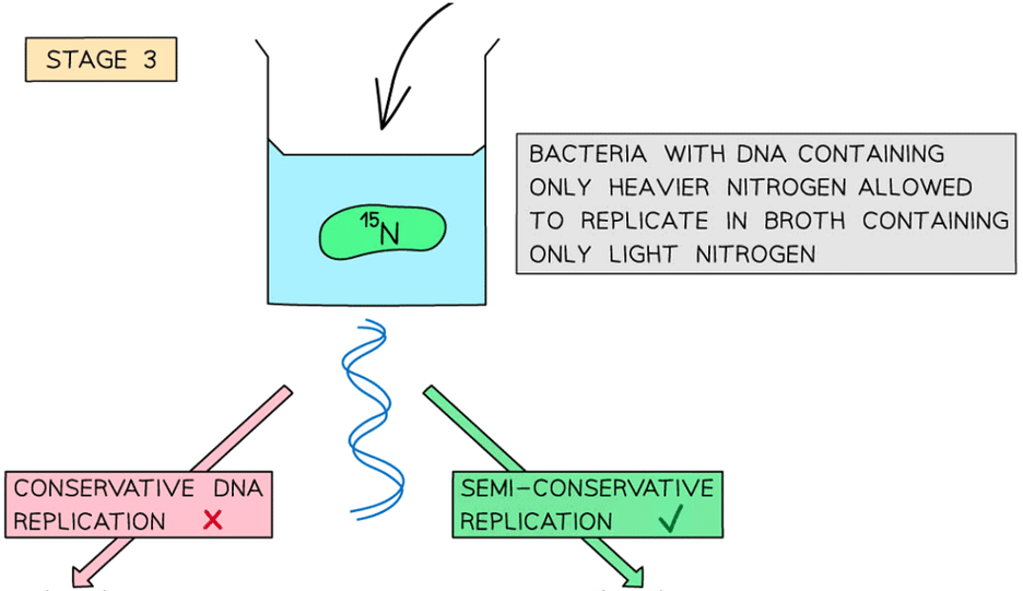 Nucleic Acids Structure And Dna Replication Biology For Grade 12 2952