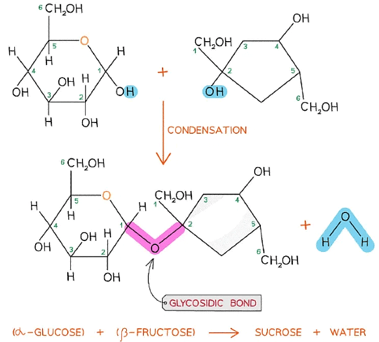 Biological Molecules Carbohydrates Biology for Grade 12 PDF Download