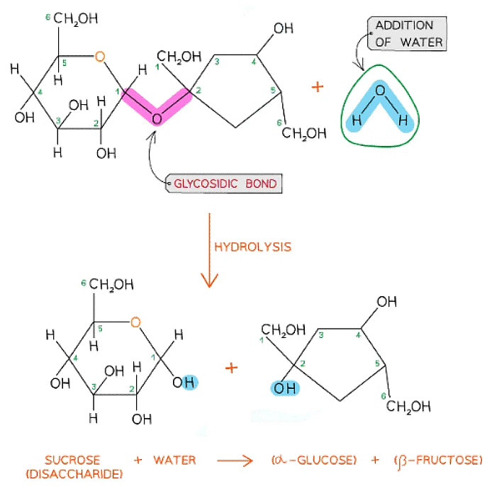 Biological Molecules Carbohydrates Biology for Grade 12 PDF Download