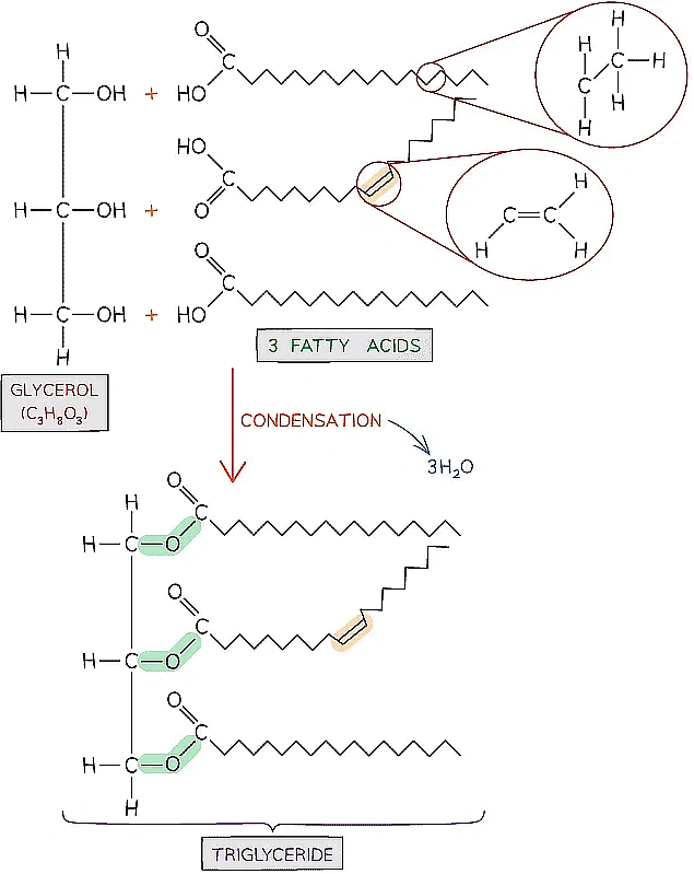 Lipids - Biology for Grade 12 PDF Download