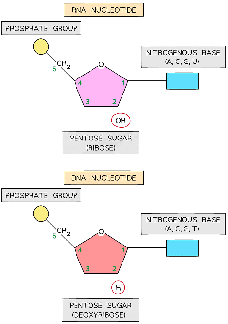 Nucleic Acids Structure And Dna Replication Biology For Grade 12 9339