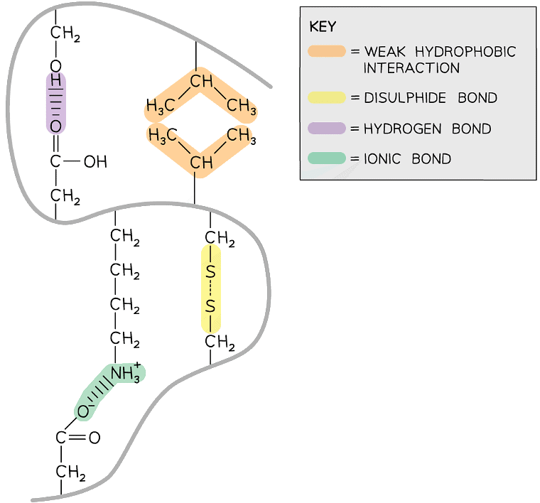 Proteins Biology for Grade 12 PDF Download