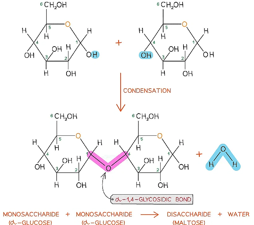 Biological Molecules Carbohydrates Biology for Grade 12 PDF Download