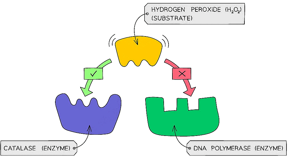 Many Proteins are Enzymes Biology for Grade 12 PDF Download