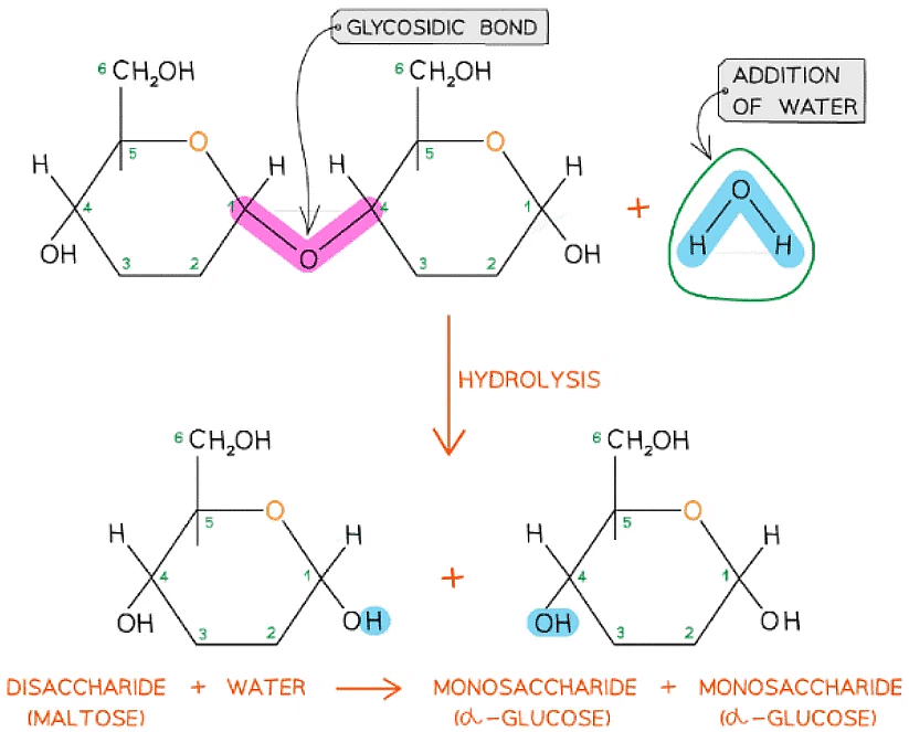 Biological Molecules Carbohydrates Biology for Grade 12 PDF Download