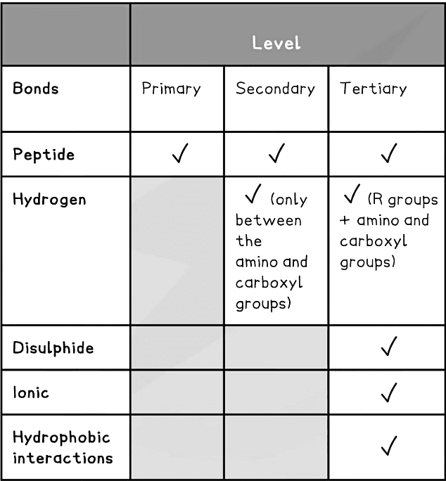 Proteins Biology for Grade 12 PDF Download