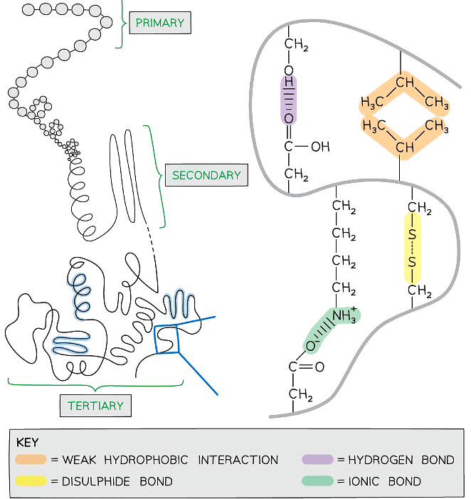 Proteins Biology for Grade 12 PDF Download