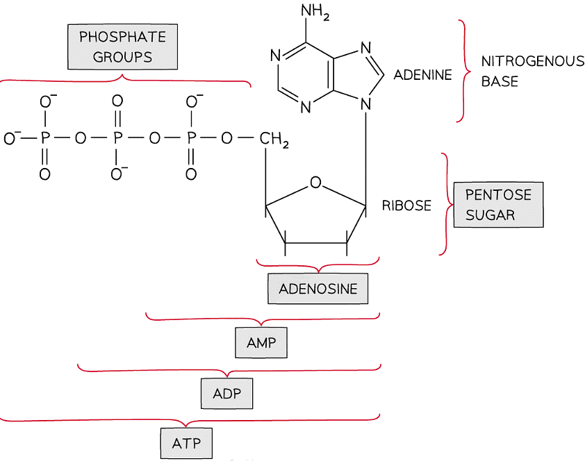 The Structure of ATP - Biology for Grade 12 PDF Download