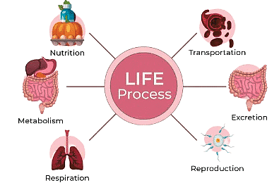 Life Processes Chapter Notes | Science Class 10