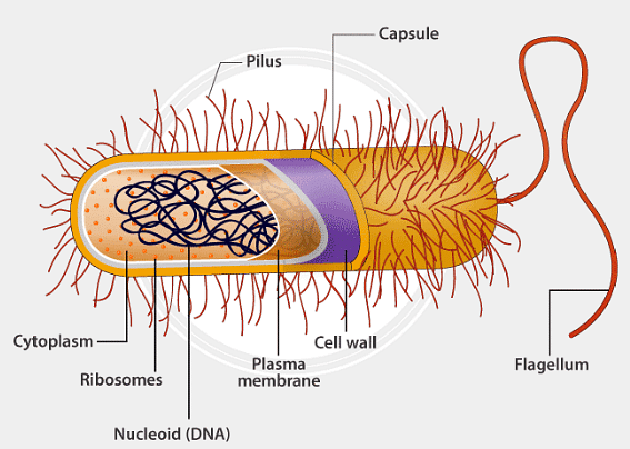 A bacteria