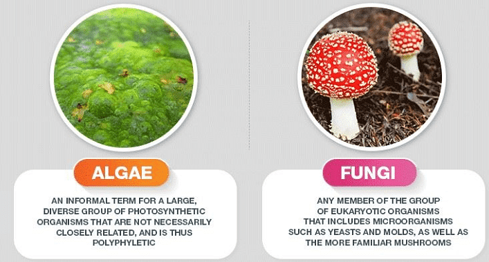 Difference Between Algae and Moss
