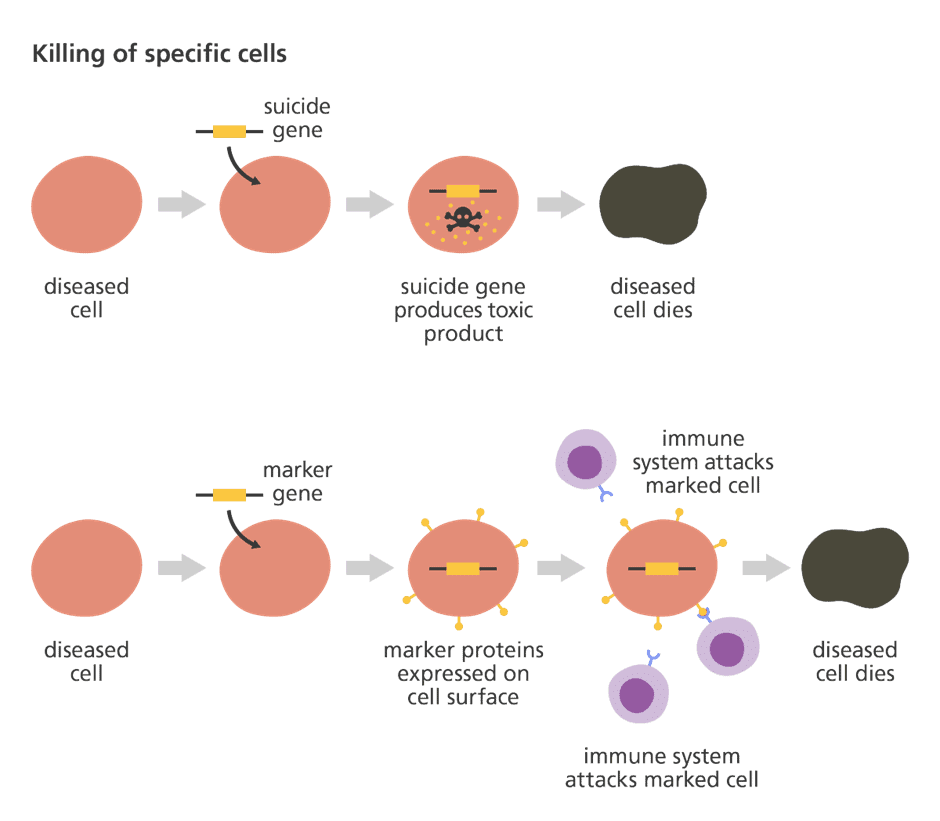 Gene Therapy Science and Technology for UPSC CSE PDF Download