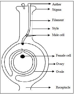 NCERT Summary: Gist of Biology - 6 | Science & Technology for UPSC CSE