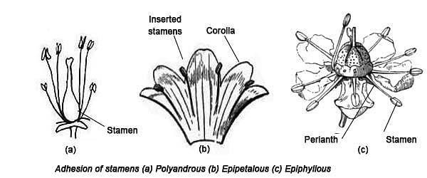 Androecium | Notes, Videos, QA and Tests | Grade 11>Biology>Angiosperm |  Kullabs