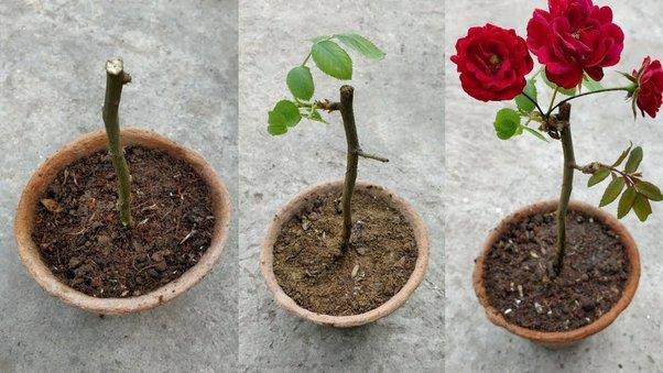 Why are my rose cuttings (in water only) growing stems and leaves with no  sign of roots after 4 weeks? - Quora