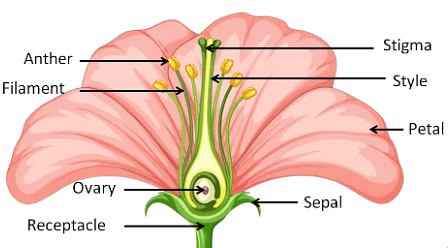 Plant Life Chapter Notes - Science Class 5 PDF Download