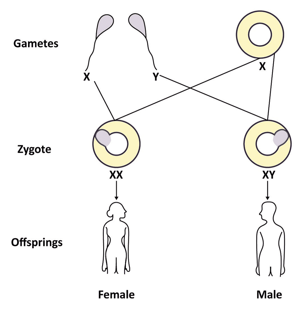 Class 10 Science Chapter 8 Question Answers Heredity And Evolution class-10-science-chapter-8-question-answers-heredity-and-evolution