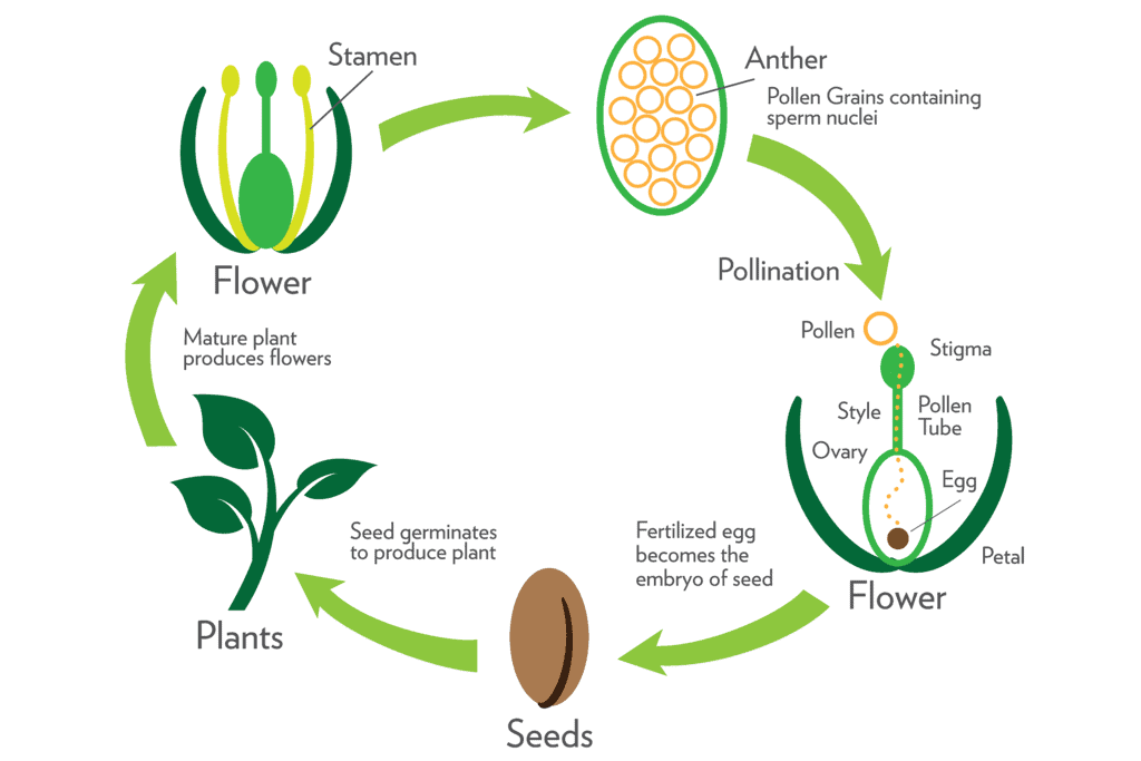 How do Organisms Reproduce Class 10 Notes Science Chapter 7 Free PDF